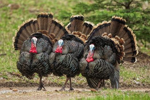 Conservation efforts by the National Wildlife Federation and other conservation groups restored the U.S. wild turkey population from near extinction to thriving in almost every state in the country. (Brett/Adobe Stock)