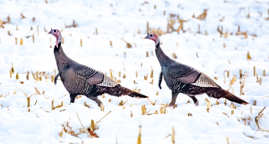 Conservation efforts by the National Wildlife Federation and other conservation groups restored the U.S. wild turkey population from near extinction to thriving in almost every state in the country. (Mataman/Adobe Stock)