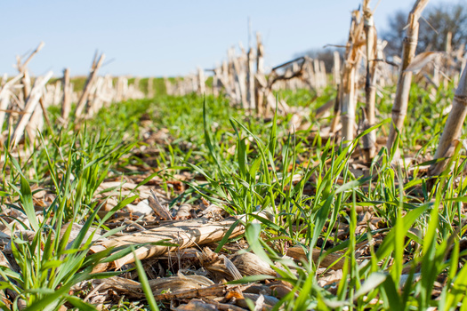 According to the most recent Census of Agriculture, cover-crop acres in the United States have increased to 10 million. (Adobe Stock)