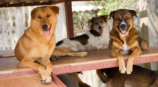 Albuquerque's city-owned animal shelters are waiving adoption fees this weekend in an effort to reduce the high number of animals boarded there. (poetanimalrescue.org)