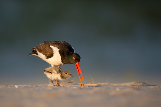According to the Connecticut Audubon Society, American oystercatchers are making a strong comeback in the state. In the 2022 breeding season, they produced 61 fledglings, the highest number recorded since 2012. (Adobe Stock)