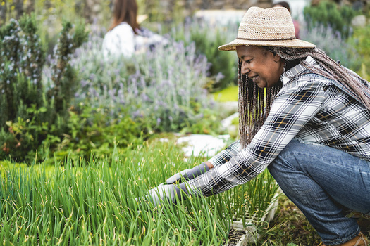As of 2017, the United States had 48,697 producers who identified as Black, either alone or in combination with another race. They accounted for 1.4% of the country's 3.4 million producers, according to the USDA. (Adobe Stock)