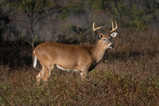 The deer population in Iowa is estimated to number at least 445,000. (Adobe Stock)