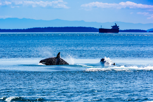 Washington Gov. Jay Inslee established the Southern Resident Killer Whale Recovery Task Force in 2018. (Scott Bufkin/Adobe Stock)