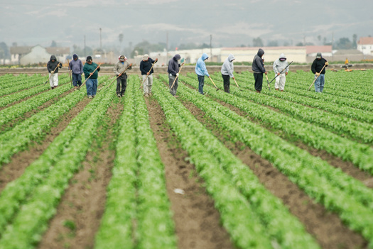 FLOC was founded in 1968 to defend the rights and basic human dignity of farm workers regardless of immigration status. (Heather Craig / Adobe Stock)