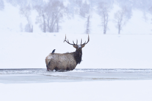 Montana landowners and hunters have butted heads in the past about how to best manage the state's elk population. (kojihirano/Adobe Stock)