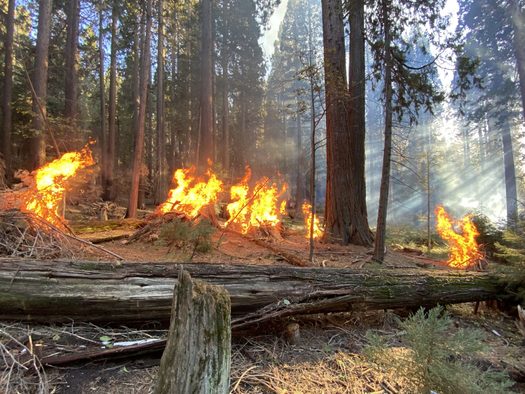 Pile burning in Whitaker Research Forest within Redwood Mountain Grove. (Rob York/UC Berkeley) 