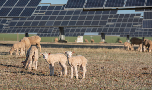 According to a Cornel University study, one challenge for farmers interested in solar grazing is finding grazeable sites. This is due mostly to the fact that farmers don't have influence in deciding on solar sites. (Adobe Stock)