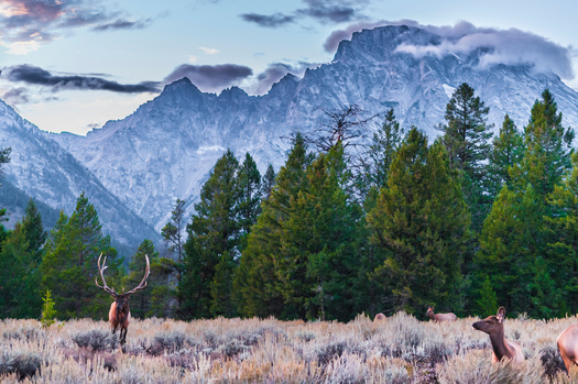 Researchers followed all 26 elk herds that call the Greater Yellowstone Ecosystem home, tapping data from 1,088 GPS-collared elk. (Adobe Stock)