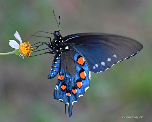 California has the most imperiled biodiversity of any state in the contiguous United States, according to NatureServe, but it also has more land under biodiversity protection than any other of the lower 48 states. (iNaturalist.org)