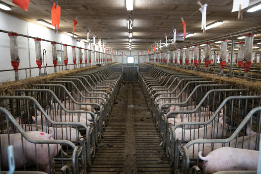 According to the Sierra Club, one pig excretes three times as much nitrogen and five times as much phosphorus as a human, and 3.5 times as much solid waste. (Adobe Stock)