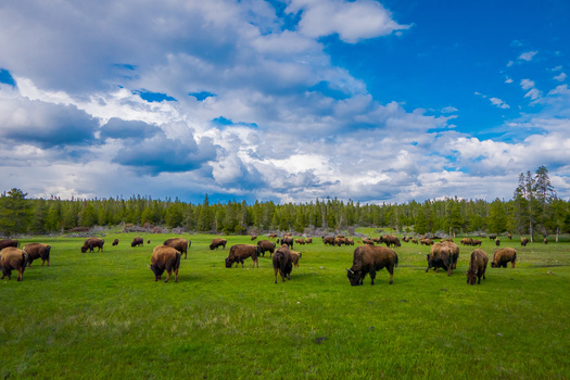 High rates of survival and reproduction have allowed the bison population to increase by 10% to 17% every year. That's 10 times faster than the human population grows worldwide, according to the National Park Service. (Adobe Stock)