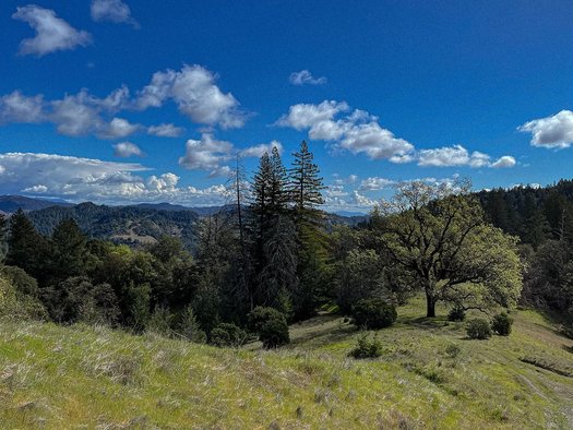 The name Shelterwood is intended to reference the larger trees sheltering the rest of the forest, and the collective providing a safe place for the BIPOC and queer communities. (Shelterwood)