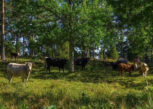 One of the benefits of silvopasturing is to relieve grazing animals, such as cattle, from the perils of heat stress. (UllrichG/Adobe Stock)
