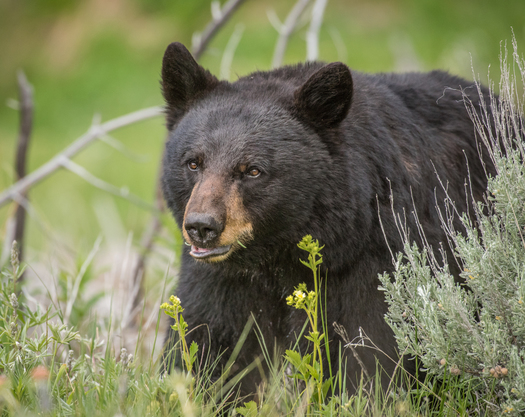 Last April the California Fish and Game Commission rejected a petition from the  Humane Society to eliminate the state's bear hunt altogether. (California Department of Fish and Wildlife)