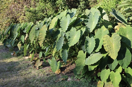 Taro plant leaves growing on a North Carolina Farm. (Utopian Seed Project)