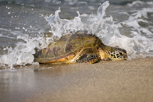 According to the Georgia Department of Natural Resources, five species of sea turtles are found on the Georgia coast, but only the loggerhead nests regularly on Jekyll, Ossabaw, Sapelo, Sea and other barrier islands. (JEANNE/Adobe Stock)