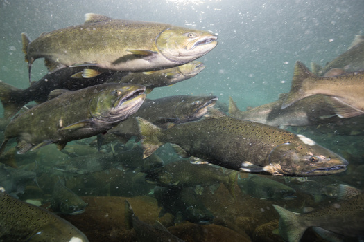 The Columbia River is renowned for its salmon and steelhead runs. In a year of good returns, over 1 million Chinook, coho and sockeye salmon, and summer steelhead travel up the river to spawn in its tributaries. (Adobe Stock)