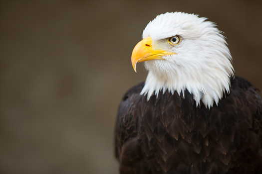 State Department of Natural Resources officials say 71 of 72 Wisconsin counties now have documented active eagle nests. (Adobe Stock)