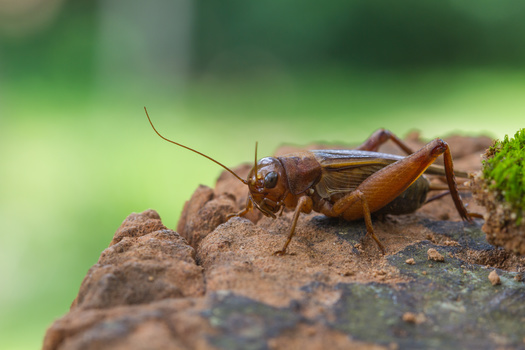Crickets are now being used in some types of pet food as an alternative source of protein. (Adobe Stock)