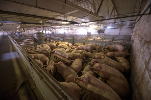 Agriculture makes up 38% of Iowa's total greenhouse gas emissions, according to the nonprofit Food and Water Watch. (Adobe Stock) 