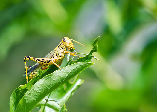 Crickets are now being used in some types of pet food as an alternative source of protein. (Leekris/Adobe Stock)