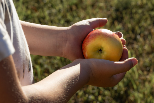 Sunburned apples hurt their quality and can lead to a 40% yield loss. (Guzel/Adobe Stock)