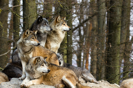 A new study says when a wolf pack leader dies, the chances of reproduction for that wolf pack are reduced by 49%. (Adobe Stock)