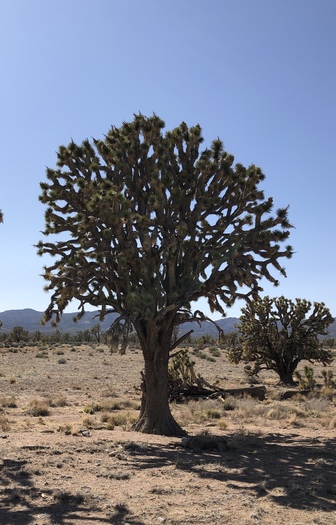 This Joshua tree, estimated to be about 900 years old, lies within the boundary of the proposed Avi Kwa Ame national monument. (Russell Kuhlman/Nevada Wildlife Federation)