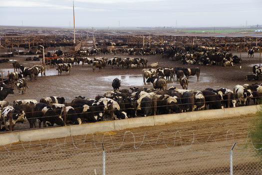 The CDC says the biggest risk to public health from cattle concentrated animal feeding operations is the amount of manure they produce, which can contain potential contaminants and pathogens, from E. coli to growth hormones and antibiotics. (Adobe Stock)