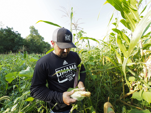 Aaron LaPointe, a member of the Winnebago Tribe of Nebraska, inspects an ear of organically grown traditional Indian corn. (Photo courtesy Ho-Chunk, Inc.)