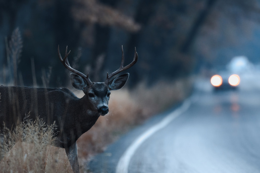 Since the beginning of 2022, seven Western states have initiated programs to maintain wildlife habitat and safe passage, through fencing, signs, overpasses and underpasses, according to Pew research. (TaborChichakly/Adobe Stock)