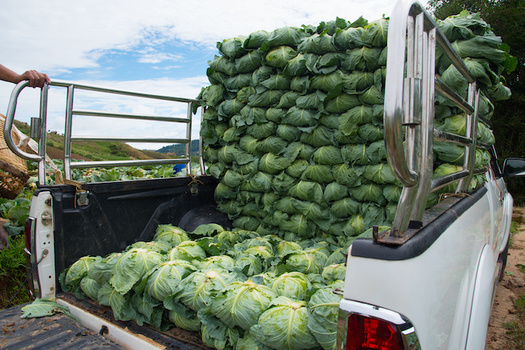 The 2018-2023 Farm Bill is projected to cost around $428 billion, according to the estimates from the Congressional Budget Office. (Adobe Stock)