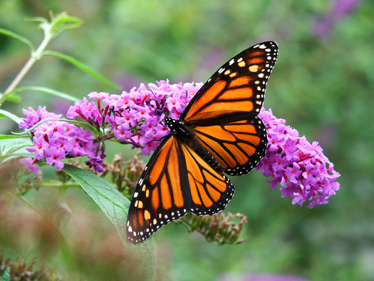 Experts say a rise in the number of monarch butterflies is encouraging, but does not reverse decades of decline for the species. (R. Gino Santa Maria/Adobe Stock)