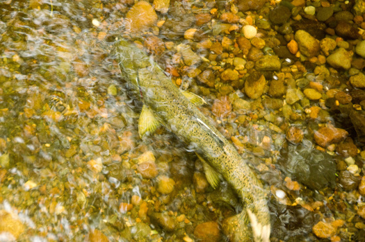 A three-pound sockeye salmon filet is now one of the options in the Food Distribution Program on Indian Reservations for the Lummi Nation. (O'Kelly Photography/Adobe Stock)