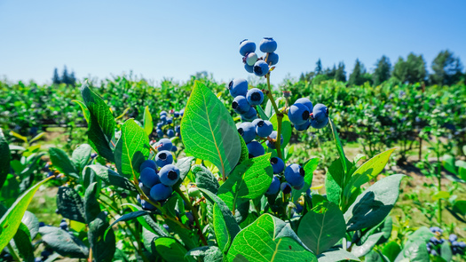 Data shows an increase in development has resulted in 19 acres per day, or 7,000 acres per year of New England agricultural land being lost or threatened between 2001 and 2016, according to a report from the American Farmland Trust. (Adobe Stock) 