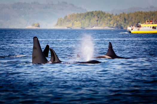Whale-watching vehicles in Puget Sound are required to stay 1,000 yards away from Southern Resident orcas. (ronnybas/Adobe Stock)