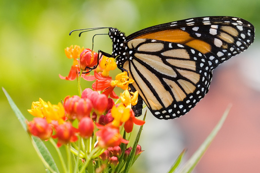 La costa central de California tena la mayora de los sitios ms grandes de monarcas occidentales que hibernan, con ms de 130,000 mariposas reportadas en los condados de Santa Brbara y San Luis Obispo. (Ariel Bravy/Adobe Stock)