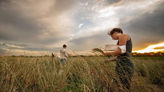 A researcher examines Kernza grains. (The Land Institute)
