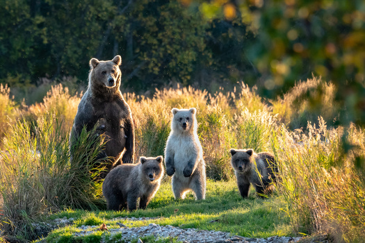 Grizzly bears are considered to be an umbrella species, and conservationists argue protecting them allows for the protection of hundreds of other species by maintaining large tracts of wild spaces. (Adobe Stock)