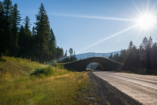 Properly designed crossings reduce wildlife-vehicle collisions by up to 90%, according to experts. (MierCat Photography/Adobe Stock)