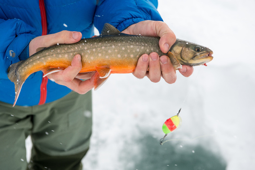 New England is getting hotter faster than the rest of the country, according to the latest data from the National Oceanic and Atmospheric Administration, and it could affect food webs available to the cold water-thriving Arctic char. (Adobe Stock)
