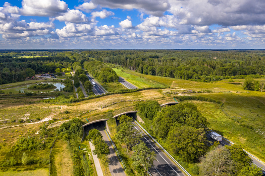Wildlife crossings help reduce habitat fragmentation and increase landscape connectivity. (Adobe Stock)