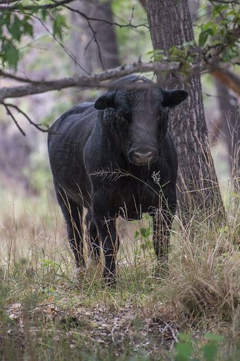 Visitors to New Mexico's Gila Wilderness have reported that stray or feral cattle, grazing there since the 1970s, have become aggressive, with no fear of people and also protective of their young and food sources. (Robin Silver/Center for Biological Diversity)