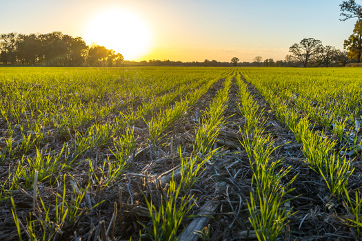 In addition to helping capture carbon in the soil, no-till farming practices with seasonal cover crops help preserve soil nutrients and prevent erosion. (Margaret Burlingham / Adobe Stock)