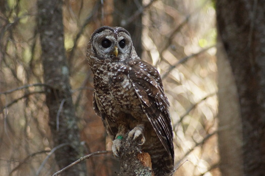 The California Spotted Owl would be the last of three subspecies to receive protection under the Endangered Species Act. (Rick Kuyper/U.S. Fish and Wildlife Service)