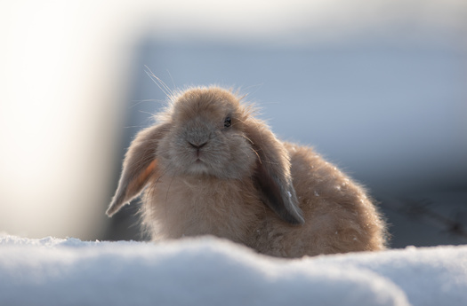 Over the past 50 years, the population of pygmy rabbits in Wyoming has declined by 69% (Serikbaib AdobeStock)