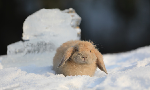 The pygmy rabbit occupies an estimated 10% of its historic range. (serikbaib/Adobe Stock)