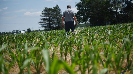 Jeff Duling walks in one of his corn fields in the summer of 2022. Duling, who lives in Putnam County southwest of Toledo, enrolled 134 newly acquired acres in Cargill's RegenConnect carbon sequestration program. (NewsLab photo by Baylee Sweitzer)