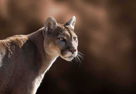 According to the Western Wildlife Conservancy, during the 2015-2016 Utah hunting season, 372 cougars were killed, a number that has increased every year. (Adobe Stock)